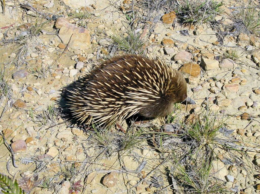 Short-beaked Echidna (Tachyglossus aculeatus), Coles Bay, Tasmania