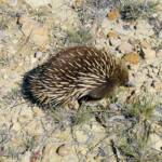Short-beaked Echidna (Tachyglossus aculeatus), Coles Bay, Tasmania