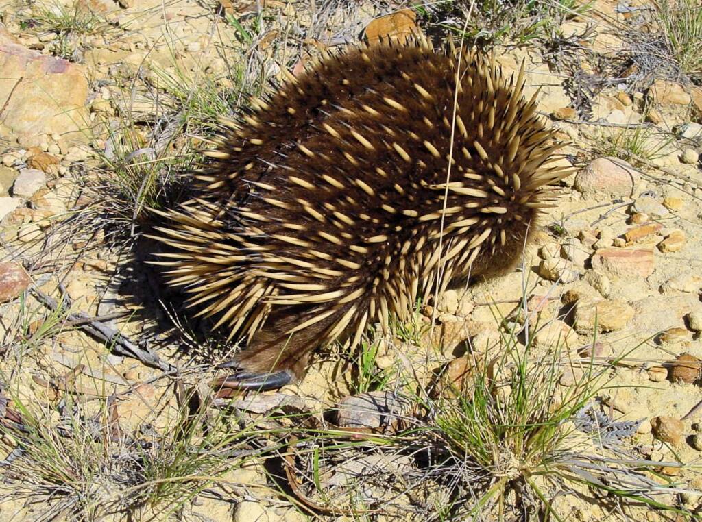 Short-beaked Echidna (Tachyglossus aculeatus), Coles Bay, Tasmania