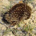 Short-beaked Echidna (Tachyglossus aculeatus), Coles Bay, Tasmania