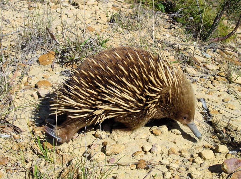 Short-beaked Echidna (Tachyglossus aculeatus), Coles Bay, Tasmania