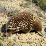 Short-beaked Echidna (Tachyglossus aculeatus), Coles Bay, Tasmania