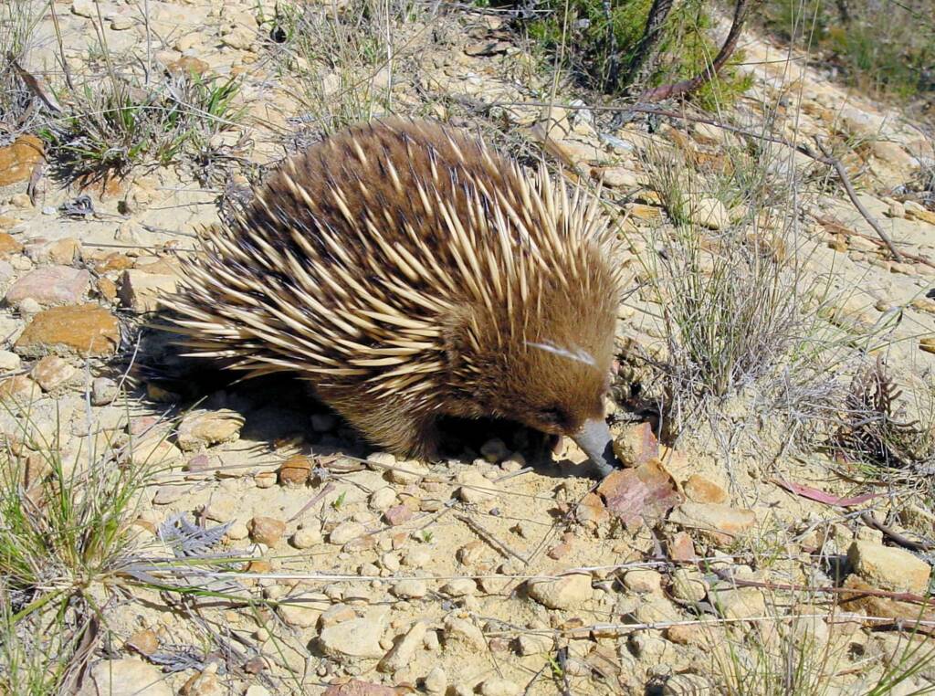 Short-beaked Echidna (Tachyglossus aculeatus), Coles Bay, Tasmania