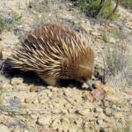 Short-beaked Echidna (Tachyglossus aculeatus), Coles Bay, Tasmania