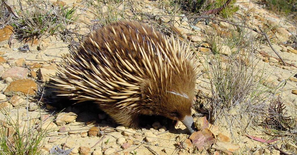 Short-beaked Echidna (Tachyglossus aculeatus), Coles Bay, Tasmania