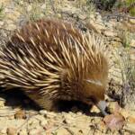 Short-beaked Echidna (Tachyglossus aculeatus), Coles Bay, Tasmania