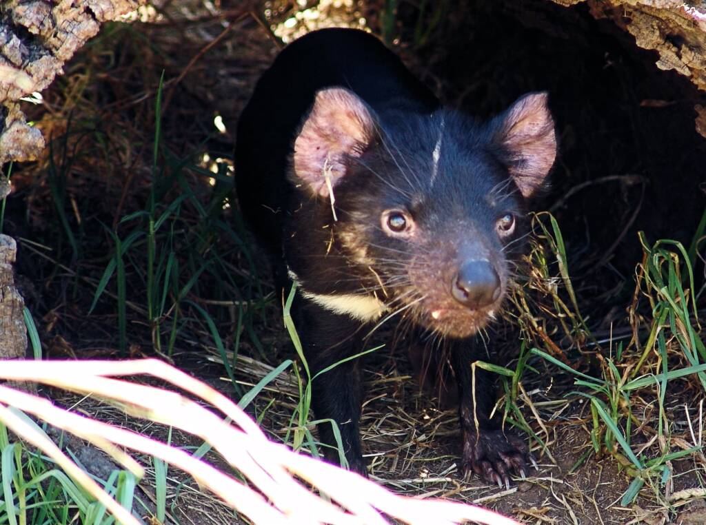 Tasmanian Devil, Kyabram Fauna Park, VIC