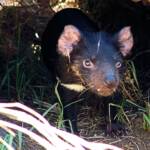 Tasmanian Devil, Kyabram Fauna Park, VIC