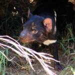Tasmanian Devil, Kyabram Fauna Park, VIC