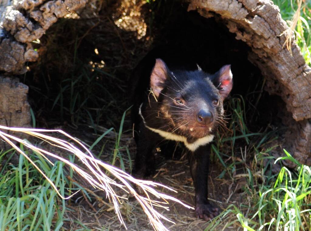 Tasmanian Devil, Kyabram Fauna Park, VIC