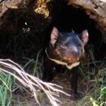 Tasmanian Devil, Kyabram Fauna Park, VIC