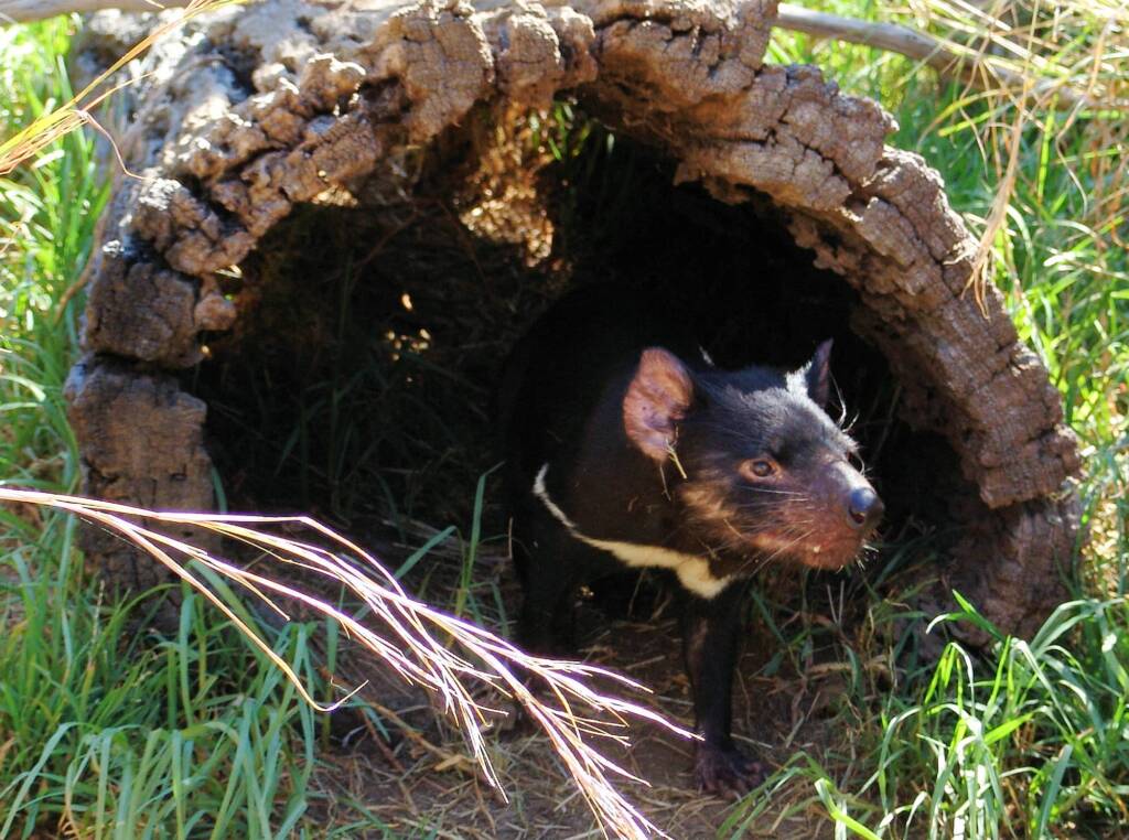 Tasmanian Devil, Kyabram Fauna Park, VIC