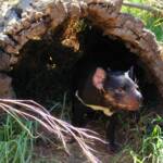 Tasmanian Devil, Kyabram Fauna Park, VIC