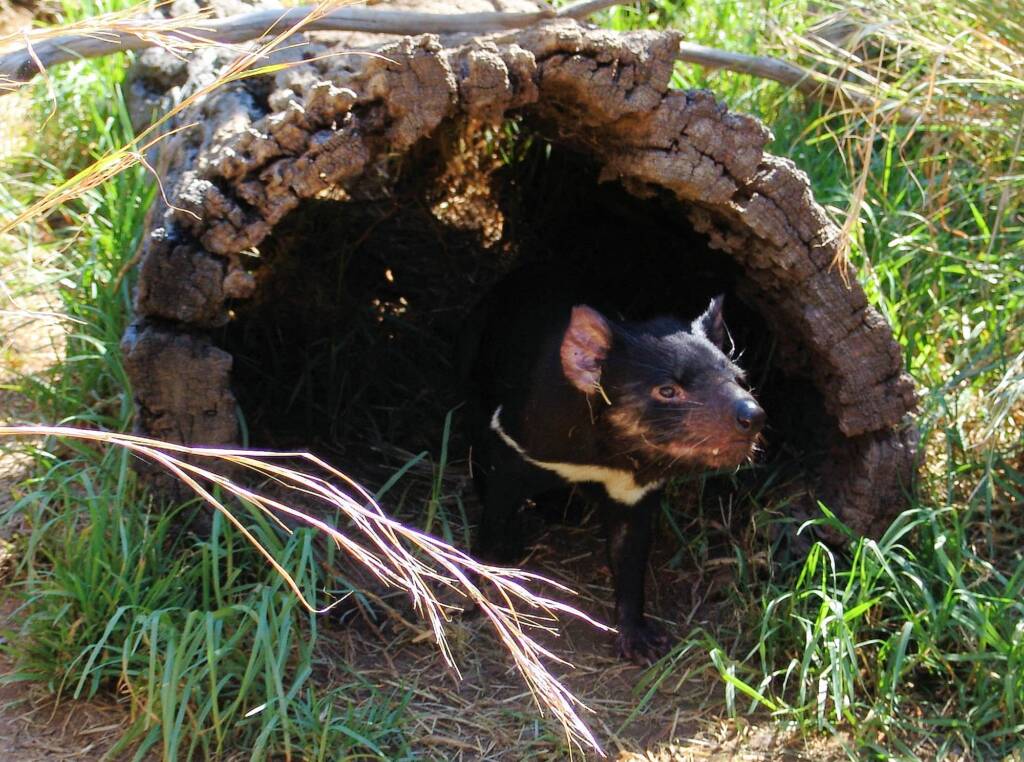 Tasmanian Devil, Kyabram Fauna Park, VIC
