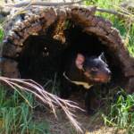 Tasmanian Devil, Kyabram Fauna Park, VIC