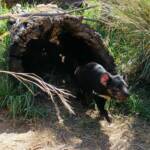 Tasmanian Devil, Kyabram Fauna Park, VIC