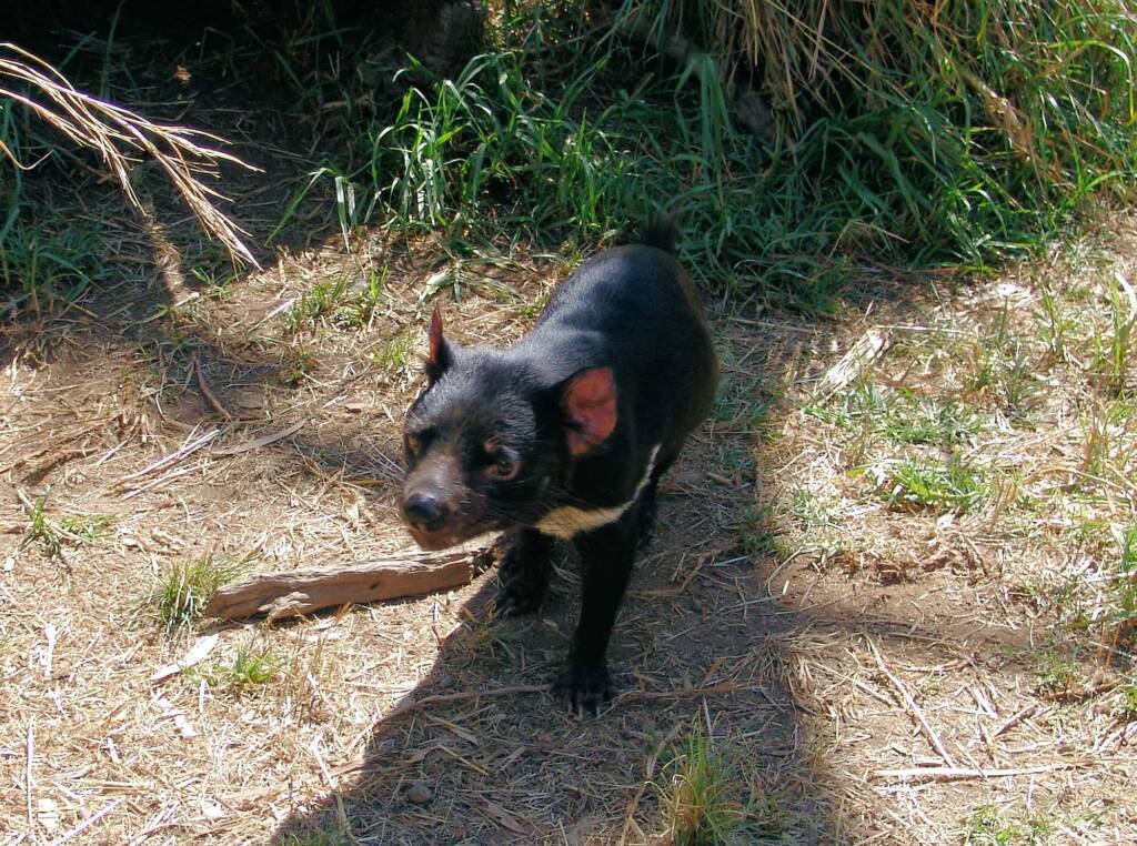 Tasmanian Devil, Kyabram Fauna Park, VIC