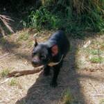 Tasmanian Devil, Kyabram Fauna Park, VIC