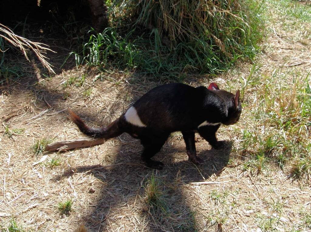 Tasmanian Devil, Kyabram Fauna Park, VIC