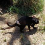 Tasmanian Devil, Kyabram Fauna Park, VIC