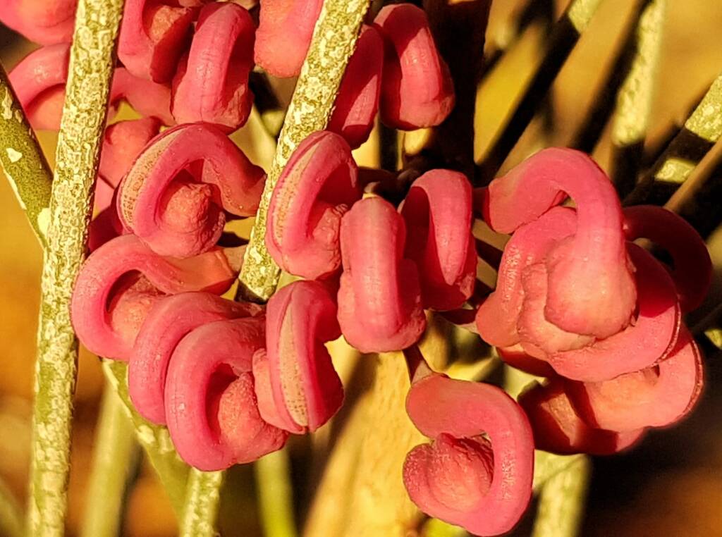 Walukara (Hakea rhombales)