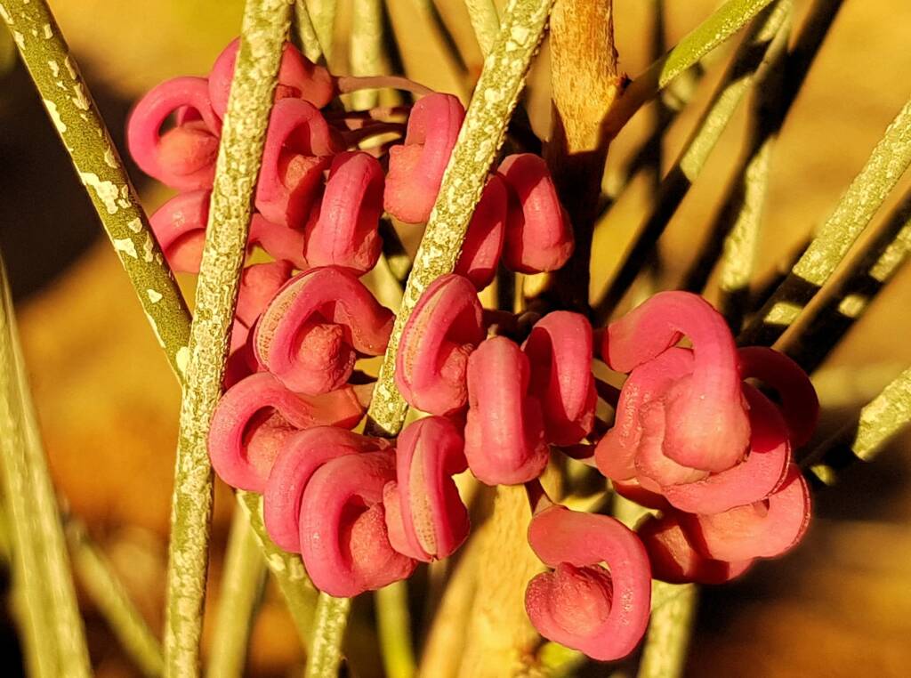 Walukara (Hakea rhombales)