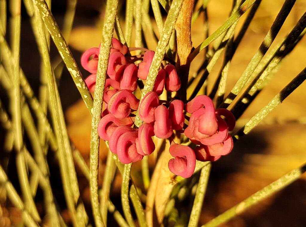 Walukara (Hakea rhombales)