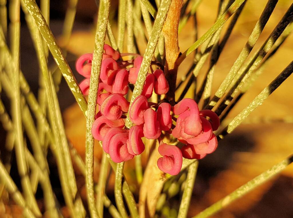 Walukara (Hakea rhombales)