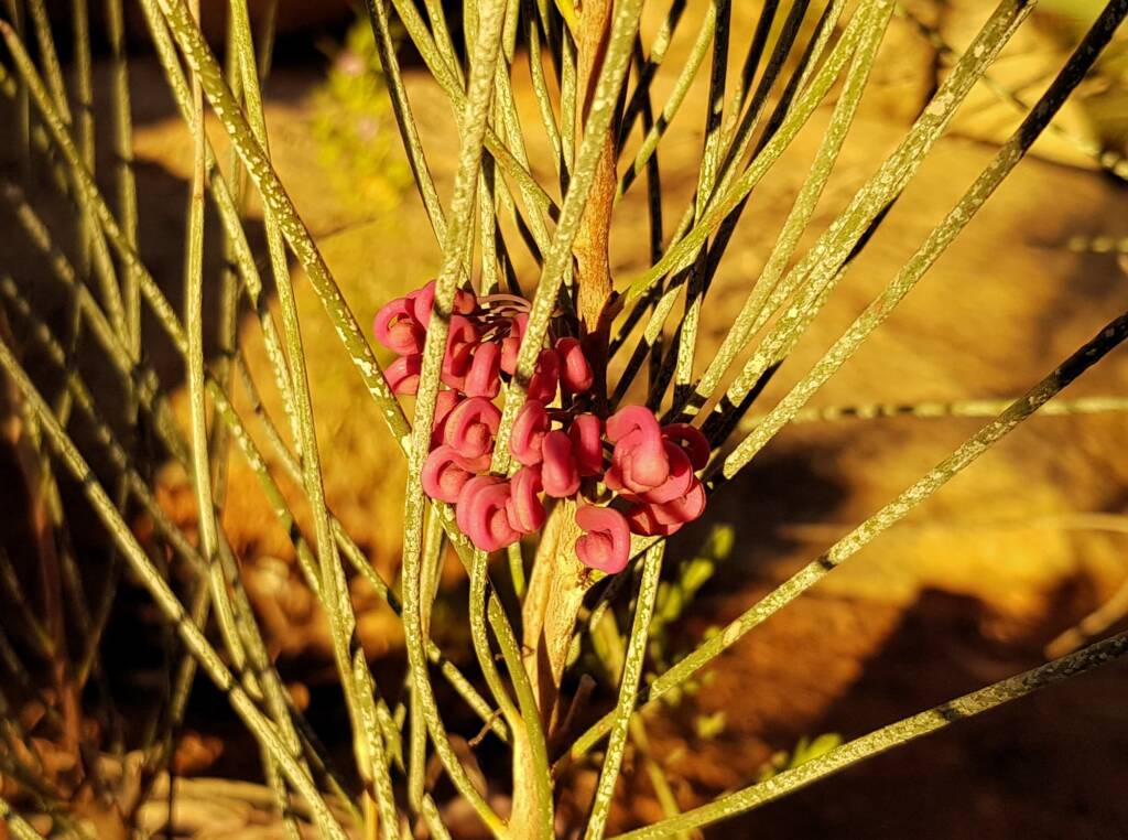 Walukara (Hakea rhombales)