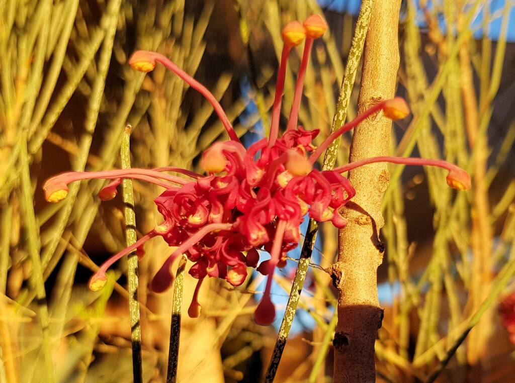 Walukara (Hakea rhombales)