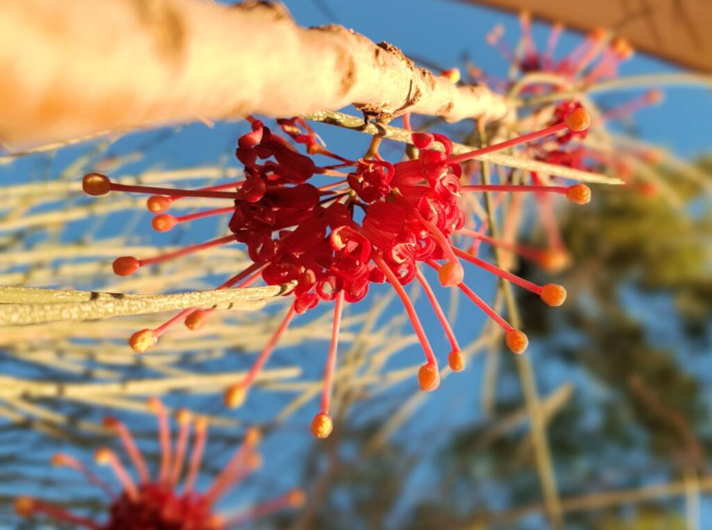 Walukara (Hakea rhombales)