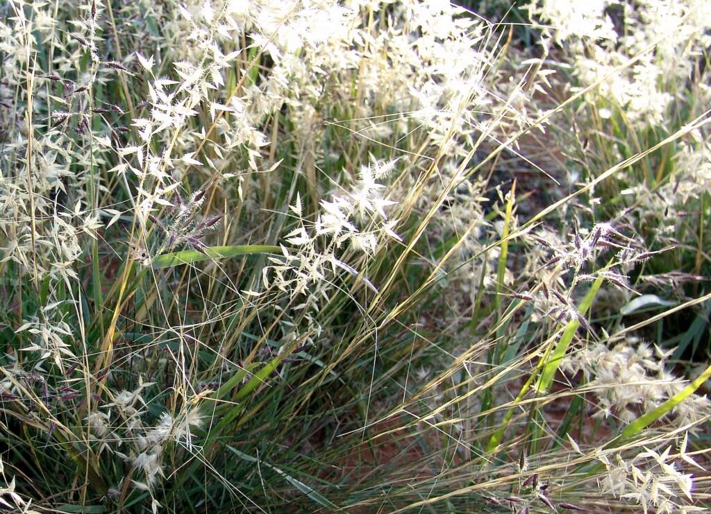 Wanderrie Grass (Eriachne sp)
