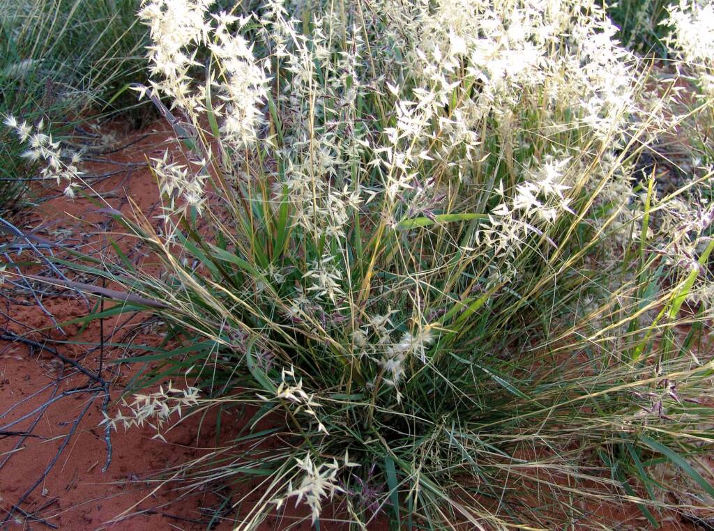Wanderrie Grass (Eriachne sp)