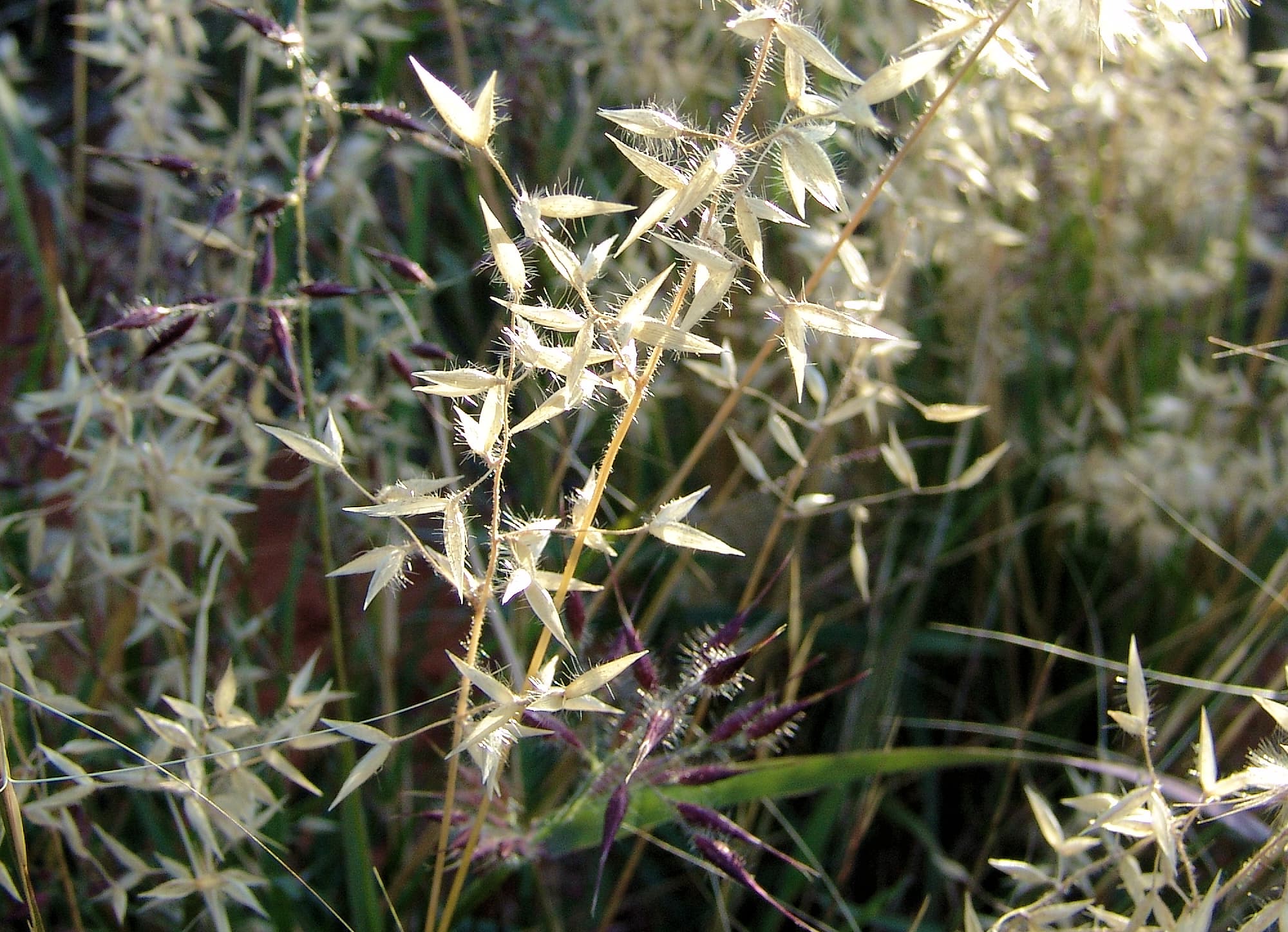 Wanderrie Grass (Eriachne sp)