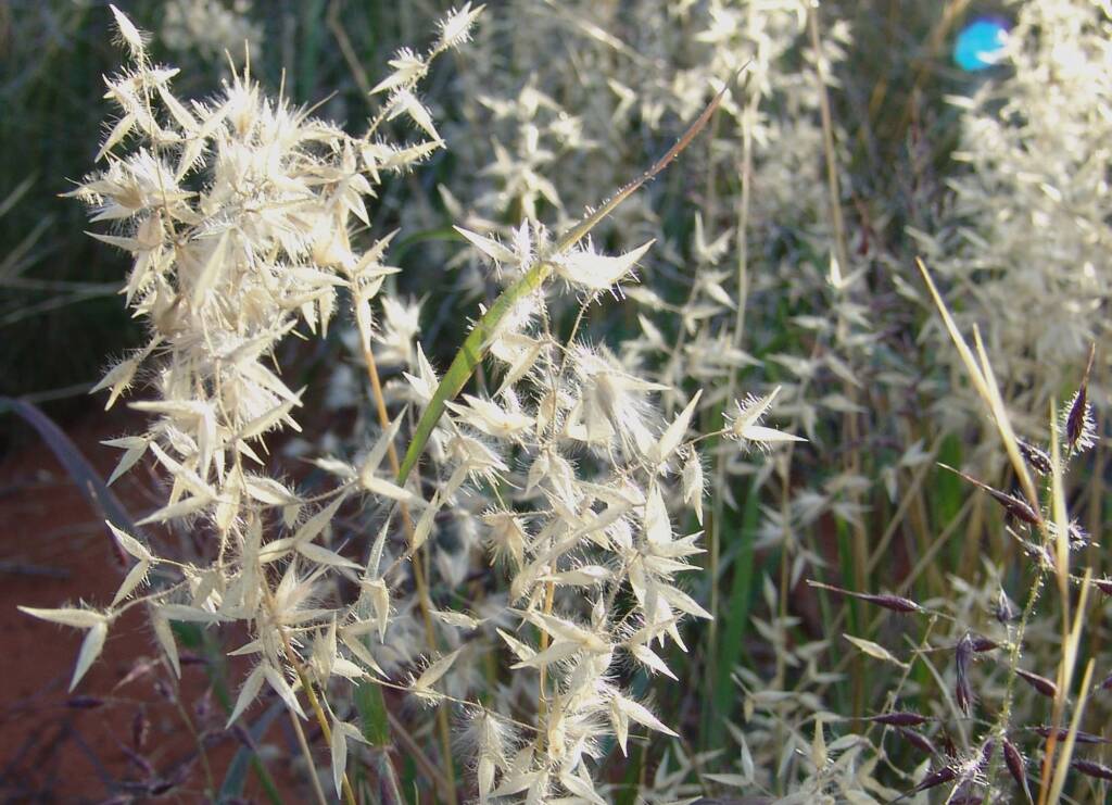 Wanderrie Grass (Eriachne sp)