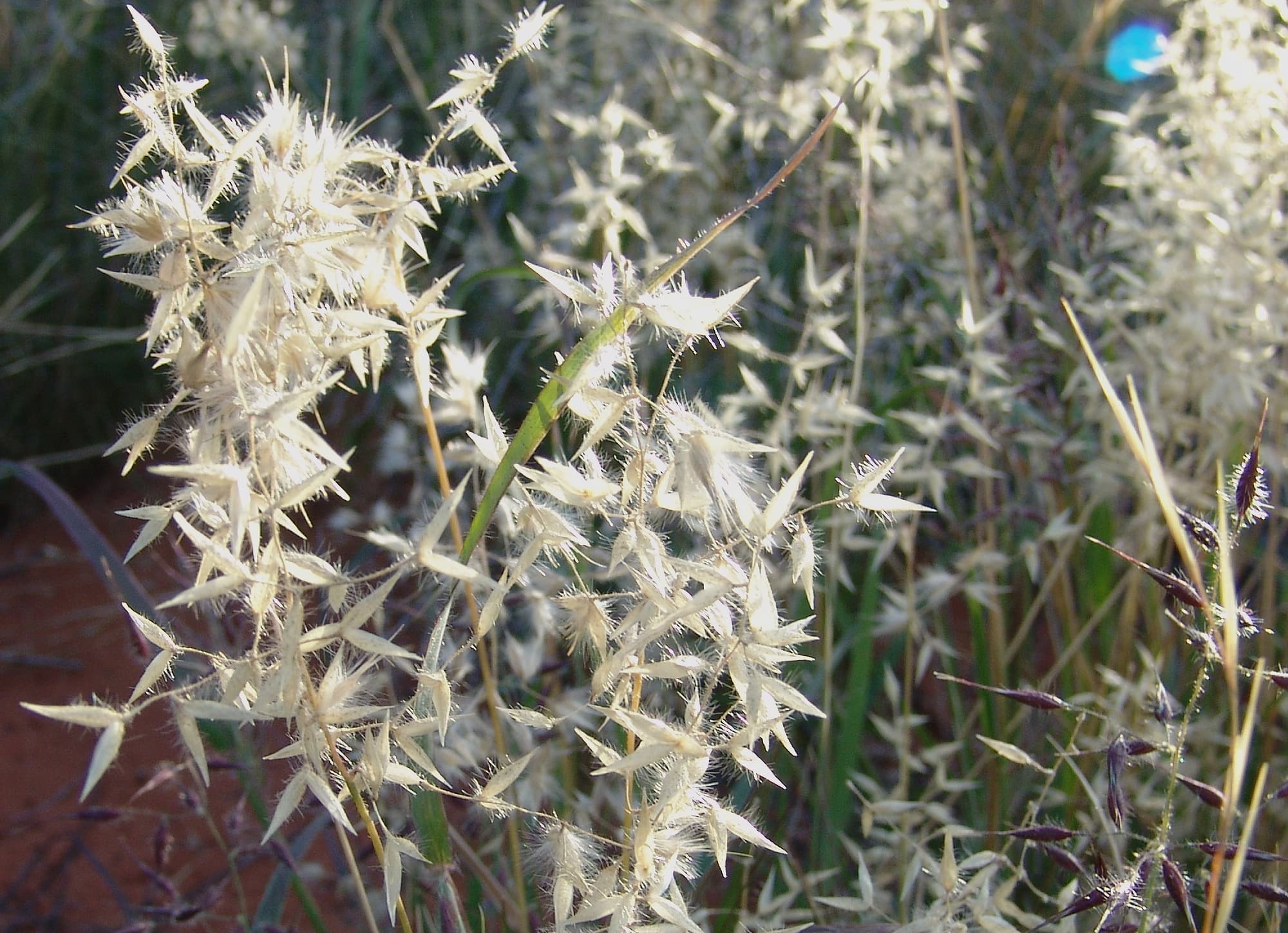 Wanderrie Grass (Eriachne sp)