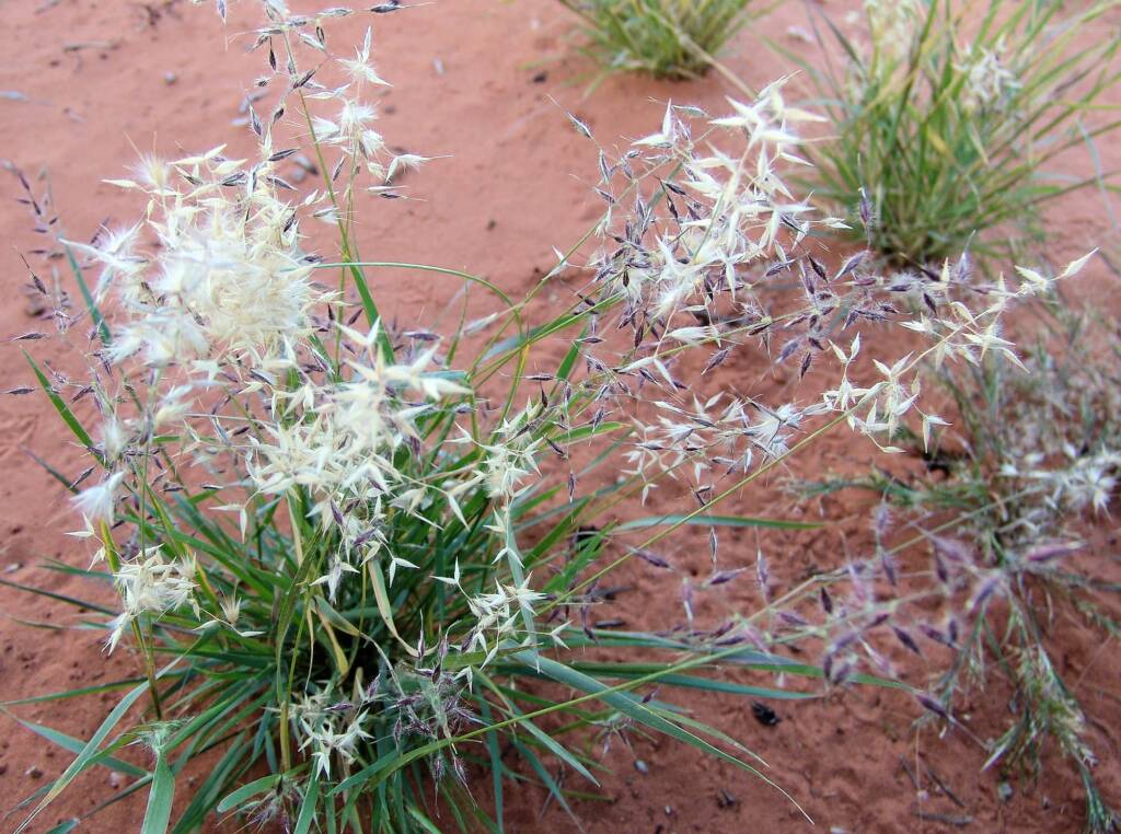 Wanderrie Grass (Eriachne sp)