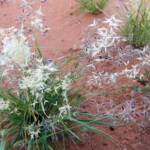 Wanderrie Grass (Eriachne sp)