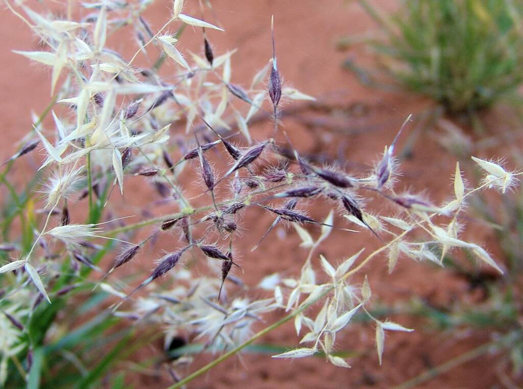 Wanderrie Grass (Eriachne sp)