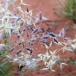 Wanderrie Grass (Eriachne sp)