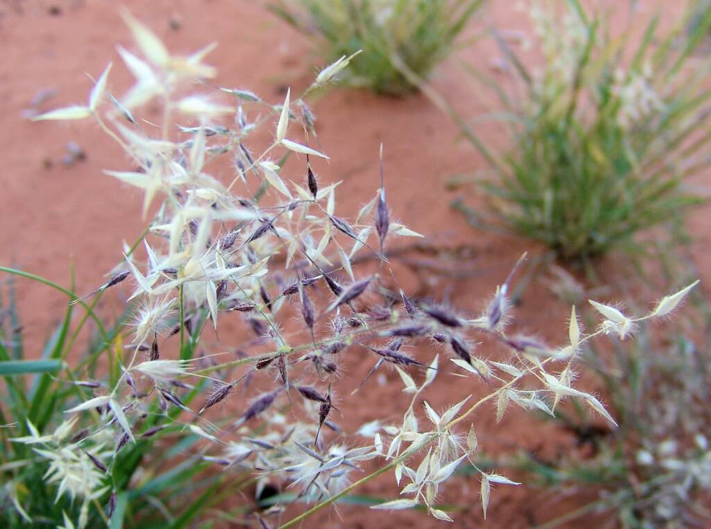 Wanderrie Grass (Eriachne sp)