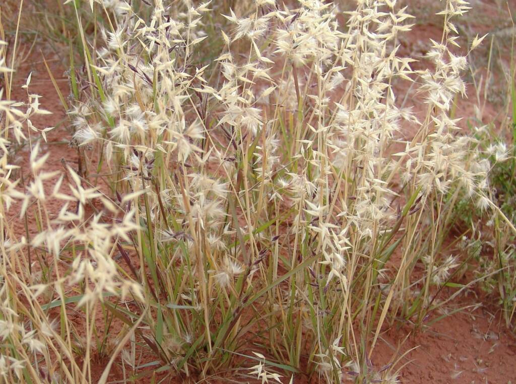 Wanderrie Grass (Eriachne sp)