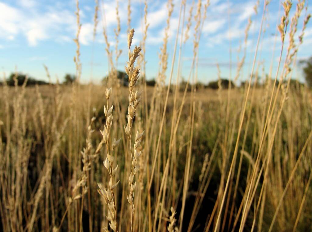 Weeping Spinifex (Triodia brizoides)