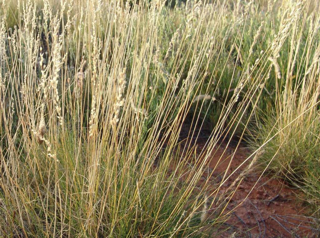 Weeping Spinifex (Triodia brizoides)