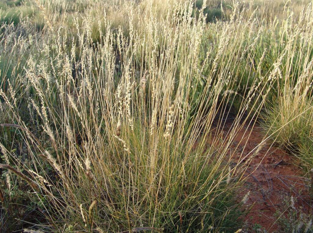 Weeping Spinifex (Triodia brizoides)