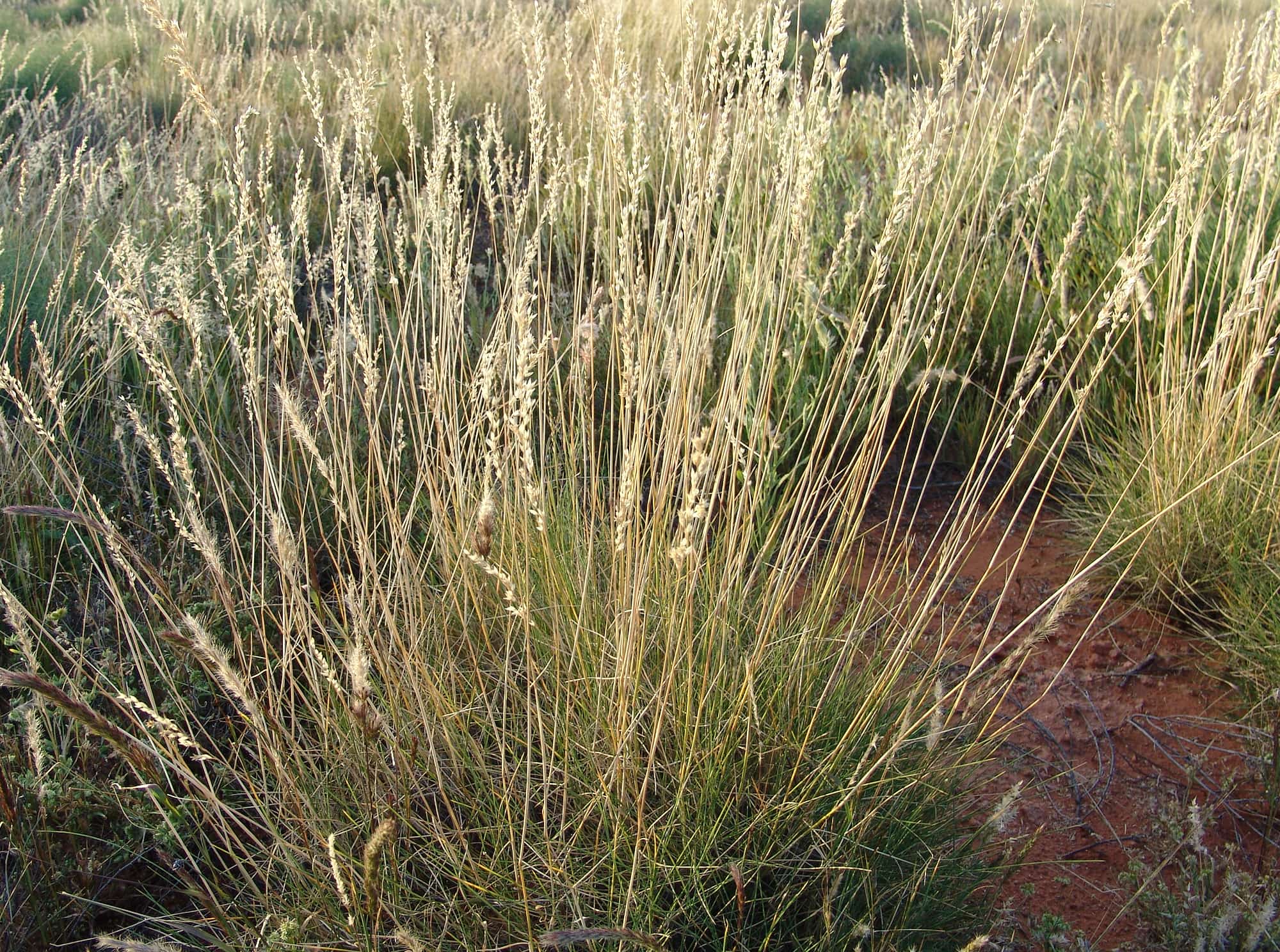 Weeping Spinifex (Triodia brizoides)
