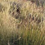 Weeping Spinifex (Triodia brizoides)
