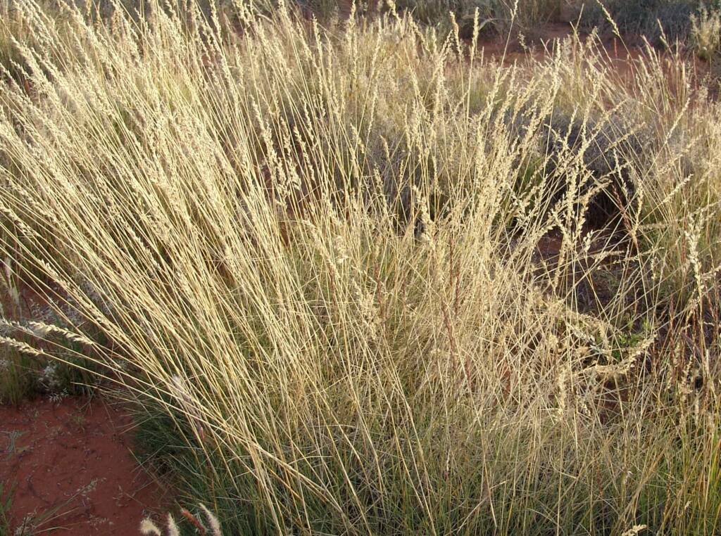 Weeping Spinifex (Triodia brizoides)