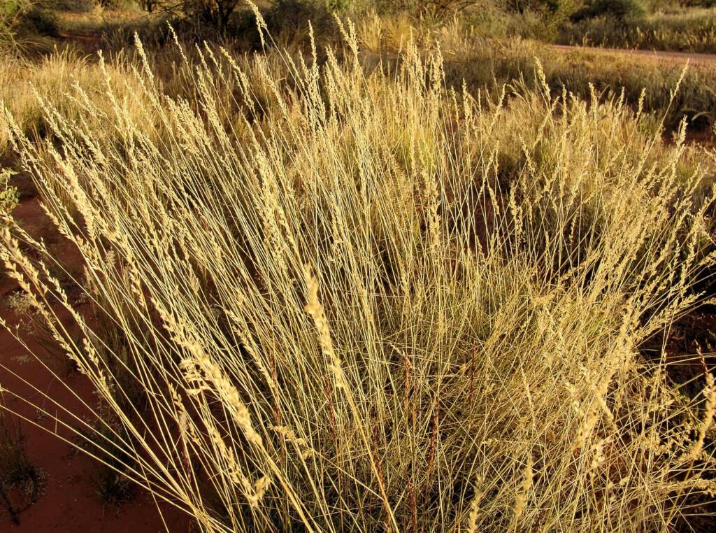 Weeping Spinifex (Triodia brizoides)