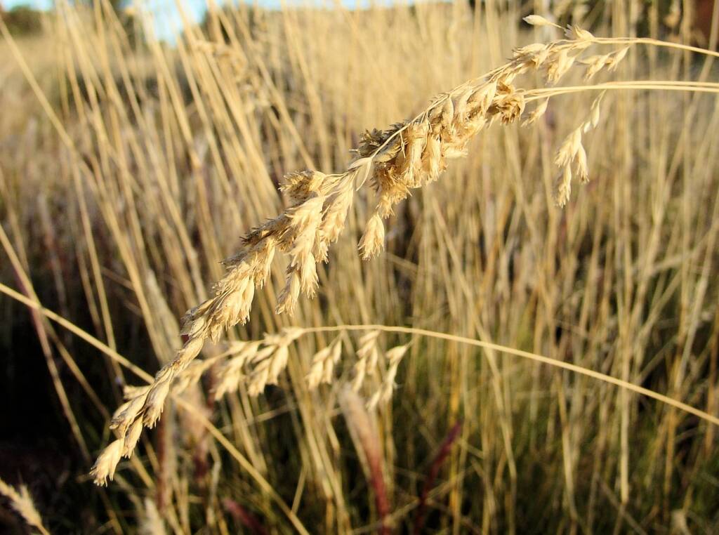 Weeping Spinifex (Triodia brizoides)
